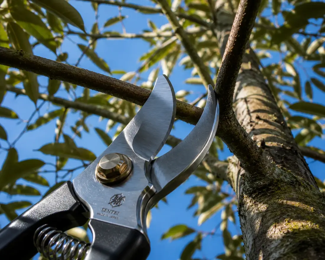 Formative Pruning: How to Shape Your Durian Tree for Maximum Yield