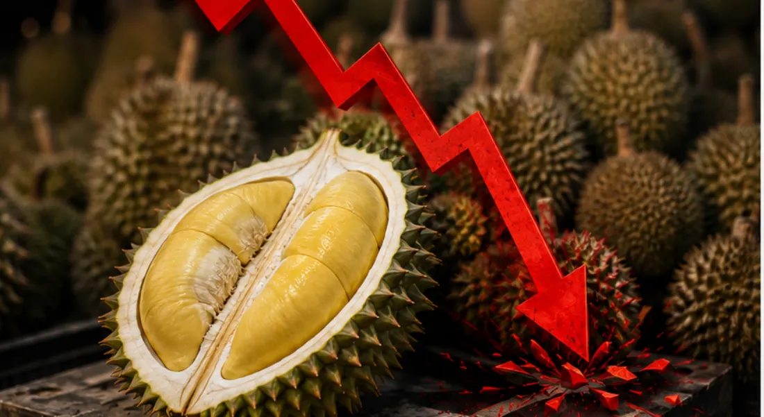 Musang King durian beside a red crashing price arrow — the 2026 durian price crash in Malaysia