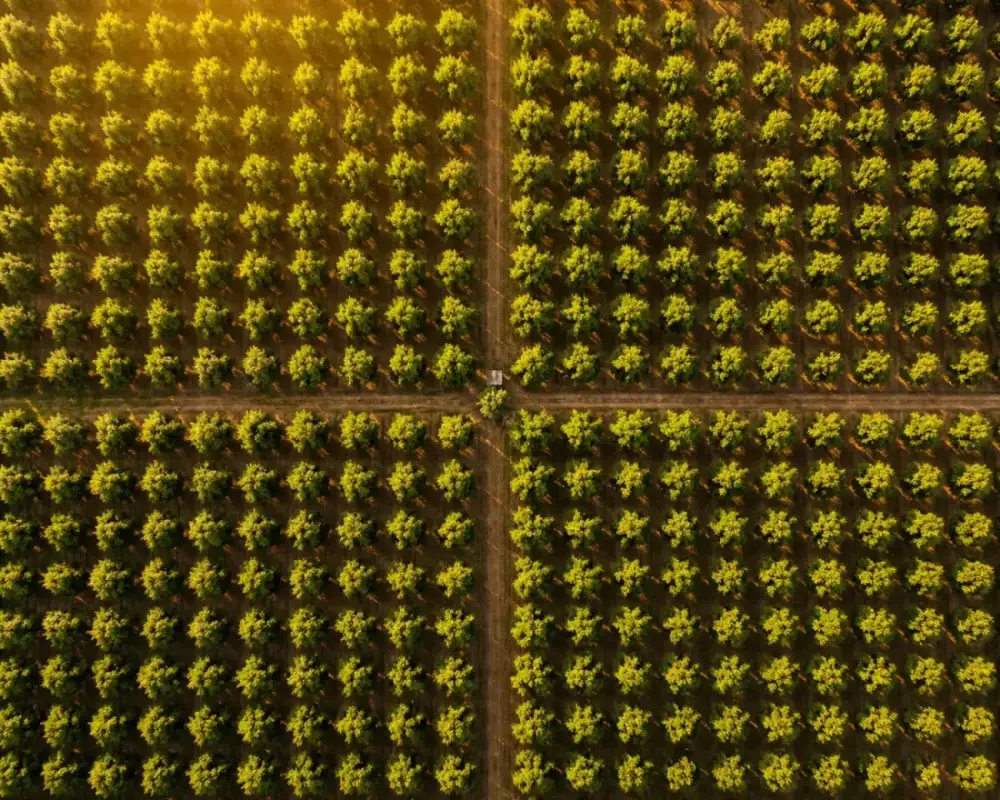 The Golden Rule of Durian Spacing: How Far Apart to Plant Your Trees