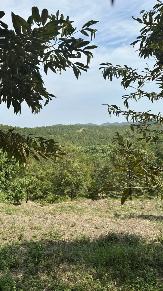 Bukit Serampang hillside orchard, Tangkak, Johor